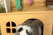 茶杯犬为什么会流鼻涕？（探究茶杯犬流鼻涕的原因和应对方法）