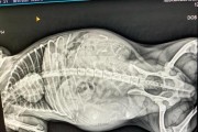 狗狗生产周期究竟有多长？（揭秘狗狗生产时间，了解生命的奇迹）