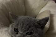 怀孕母猫感冒流鼻涕的护理方法（为你的母猫提供温暖的保护）