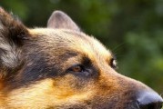 如何应对德国牧羊犬发脾气（避免宠物失控伤人的方法与技巧）