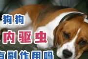 宠物狗狗驱虫的注意事项（如何让狗狗远离寄生虫？）