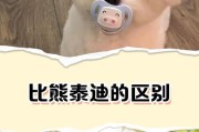 比熊尾巴贴背的原因与影响（揭秘比熊为何尾巴常贴背以及对其健康的影响）