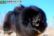以藏獒常见病的预防和治疗（宠物养护不容忽视，如何避免藏獒常见病）