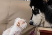 万能梗幼犬洗澡时间表，养宠必看！（犬主必须知道的幼犬洗澡时间、频率与注意事项）