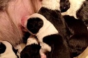孕犬的饲喂技巧（如何为宠物狗提供最佳的孕期饮食）