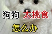比熊的狗粮饮食量如何正确判断？（以体重为依据，为你的比熊提供适量的狗粮）