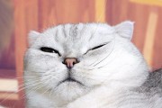 如何预防猫咪感冒？（秋天的护猫必读！关注猫咪健康，从预防感冒开始）
