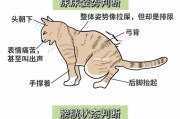 猫咪导尿管的使用及插管时间（猫咪导尿管的安全插管方法与维持时间）