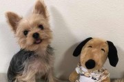 如何识别高品质约克夏犬（宠物主人必备的约克夏犬品相指南）