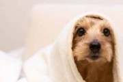 贵宾犬感冒症状详解（宠物狗感冒的表现和处理方法）