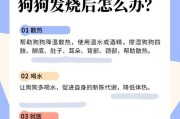 如何判断狗狗是否发烧或生病？（掌握关键指标，保护宠物健康）