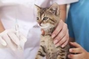 主题：宠物猫咪呼吸道疾病预防指南