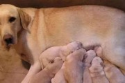如何判断你的宠物犬是否需要补钙（了解犬只的身体需要，科学平衡饮食，预防骨骼疾病）