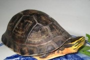 如何正确饲养安布闭壳龟（以宠物为主，让你的安布闭壳龟健康成长）