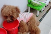 狗狗得了脑炎能治好吗？（狗狗脑炎的症状、原因和治疗方法）