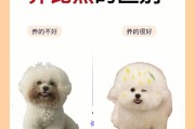 养比熊需要准备什么？（全面指南及必备物品清单）