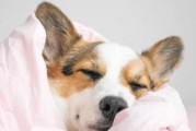 打了狗针发烧怎么办？（应对狂犬病疫苗的副作用，烧也不怕！）