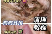 狗狗耳朵感染的原因及自愈方法（了解耳朵感染的根源，保护你的爱宠健康）