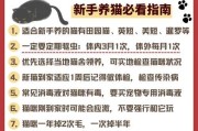如何收养流浪猫的检查事项（确保流浪猫健康快乐的养育要点）