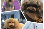 专业宠物美容护理——让你的宠物更健康美丽（打造健康、美丽、舒适的宠物生活）