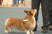 贵宾犬断尾的原因与必要性（探究贵宾犬断尾现象的历史和实际应用）
