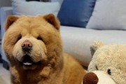 如何训练你的松狮犬出门散步？