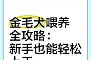 金毛的毛色好与食物有关吗？（了解金毛的食物需求，让它的毛色更好）