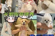 探寻阿拉斯加的价格之谜（1500-2000元能否买到一只可爱的阿拉斯加犬？以及）