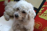 让宠物泰迪犬安静的小技巧（以啃骨头为方法，让泰迪犬保持沉静）