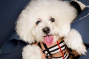 如何有效地训练宠物停止吠叫？（对比熊犬与其他宠物，掌握这些技巧可助你成功训练）