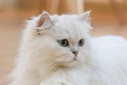 和善的猫咪（探索为什么一些猫咪不挠人的原因及如何培养友善的猫咪）
