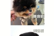 以博美犬为什么要美容？（宠物美容的必要性和注意事项）