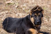 德国牧羊犬的剪毛指南（宠物美容新手必看，带你轻松给爱犬美容）