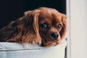 狗狗生理知识全解析（掌握这些知识，让你的宠物更健康快乐）