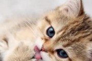 小猫狂叫怎么办？教你解决宠物无聊焦虑问题！（宠物心理疏导技巧，让你的小猫快乐又安心）