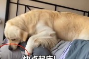为什么狗狗不喜欢睡在垫子上？（探究狗狗对垫子的偏好和原因）