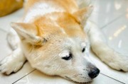 帮助宠物狗狗晚上获得良好睡眠（处理狗狗失眠的方法与技巧）
