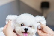 如何训练你的比熊犬（掌握这些要点，让你的比熊犬成为最好的宠物）