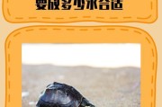 家养乌龟的饮食要点（饲养乌龟需注意的食物及营养要求）