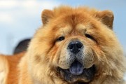 如何进行松狮犬的日常检查？（以宠物为主的健康管理技巧）