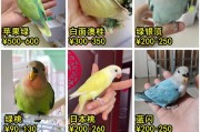 以幼鸟在何种环境养为主题的养殖指南（选择合适的鸟类环境，让幼鸟茁壮成长）