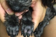 贵宾犬舔人的原因（探究宠物贵宾犬舔人的行为背后的原因）