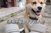 养狗驱虫与用品费用一月详解（为你的宠物狗提供全面的健康护理）