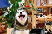 与二哈相似的狗品种——萨摩耶犬（了解萨摩耶犬）