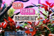 探究热带鱼灯的重要性（为什么热带鱼需要灯光照明？）