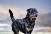 罗威纳犬为何需要切断尾巴？（探究罗威纳犬尾巴切断的原因和影响）