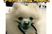 小狗为什么会出现呼吸困难？（探究小狗呼吸困难的原因及应对方法）