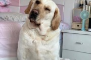 如何训练你的拉布拉多犬成为优秀宠物（掌握科学的训练方法，让你的拉布拉多成为你的好伙伴）