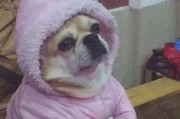 如何为宠物狗保暖？（狗狗保暖攻略，从饮食到睡眠一网打尽）