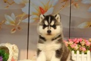 哈士奇繁育特点剖析（探究哈士奇繁育中的关键问题）